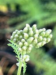 Attēlu rezultāti vaicājumam “Achillea millefolium bud”