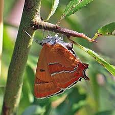 Attēlu rezultāti vaicājumam “Thecla betulae male”