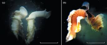 Attēlu rezultāti vaicājumam “Amaurochaete fusiformis”