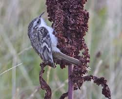 Attēlu rezultāti vaicājumam “Certhia familiaris adult”