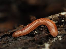 Attēlu rezultāti vaicājumam “Polyzonium germanicum”