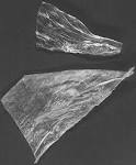 A History of Fish Glue as an Artist's Material