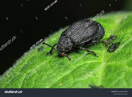 Attēlu rezultāti vaicājumam “Galeruca tanaceti”