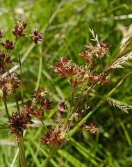 Attēlu rezultāti vaicājumam “Juncus nastanthus”