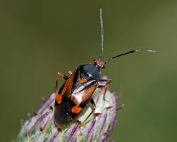 Attēlu rezultāti vaicājumam “Deraeocoris ruber imago”