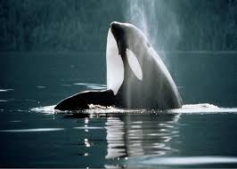 Image result for Orcinus orca