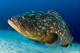 Image result for Epinephelus marginatus