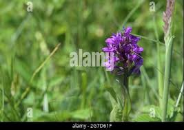 Attēlu rezultāti vaicājumam “Dactylorhiza russowii bud”