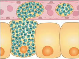 Attēlu rezultāti vaicājumam “undetermined plasmodium”