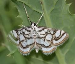 Attēlu rezultāti vaicājumam “Nymphula nitidulata”