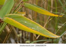 Attēlu rezultāti vaicājumam “Typha angustifolia  leaf”