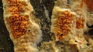 Attēlu rezultāti vaicājumam “Leucogyrophana sororia”