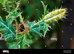 Attēlu rezultāti vaicājumam “Papaver argemone fruit”