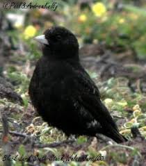 Image result for Melanocorypha yeltoniensis