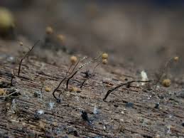 Attēlu rezultāti vaicājumam “Cribraria microcarpa stalked”