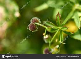 Attēlu rezultāti vaicājumam “Galium aparine fruit”