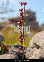 Attēlu rezultāti vaicājumam “Epipactis atrorubens bud”