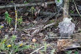 Attēlu rezultāti vaicājumam “Caprimulgus europaeus nest”