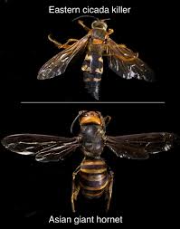 Image result for East Kilbride Wasps