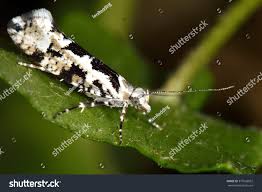 Attēlu rezultāti vaicājumam “Ypsolophidae”