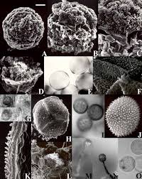 Attēlu rezultāti vaicājumam “Licea pusilla sessile”