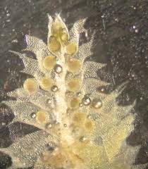 Attēlu rezultāti vaicājumam “Lophocolea minor”