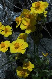 Attēlu rezultāti vaicājumam “Helianthemum nummularium”