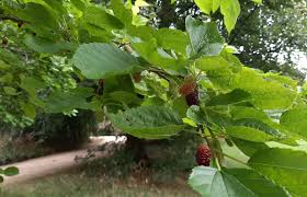 Attēlu rezultāti vaicājumam “Morus alba”