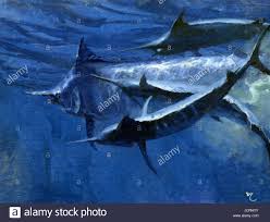 Image result for Istiompax indica