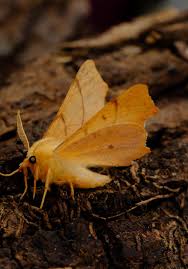 Attēlu rezultāti vaicājumam “Ennomos erosaria”