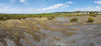 Attēlu rezultāti vaicājumam “Bryum amblyodon”