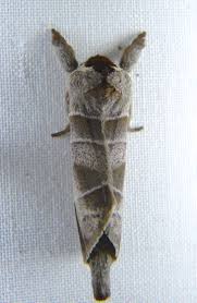 Attēlu rezultāti vaicājumam “Closterotomus biclavatus imago”