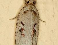 Attēlu rezultāti vaicājumam “Agonopterix ocellana”
