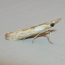 Attēlu rezultāti vaicājumam “Comatricha ellae stalked”