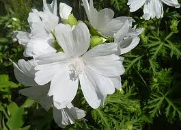 Image result for Malva moschata alba