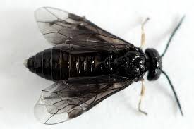 Attēlu rezultāti vaicājumam “Caliroa annulipes”