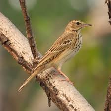 Attēlu rezultāti vaicājumam “Anthus trivialis”
