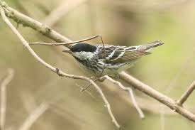 Image result for Dendroica striata