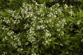 Attēlu rezultāti vaicājumam “Vaccinium angustifolium”