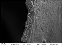 Attēlu rezultāti vaicājumam “Diachea subsessilis stalked”