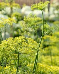 Attēlu rezultāti vaicājumam “Anethum graveolens flower”
