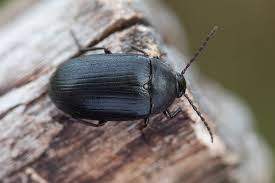 Attēlu rezultāti vaicājumam “Prionychus ater”