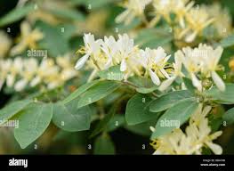 Attēlu rezultāti vaicājumam “Lonicera xylosteum flower”