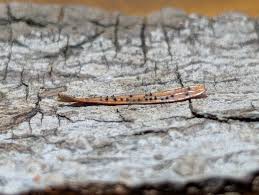 Attēlu rezultāti vaicājumam “Neocudoniella albiceps”