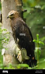 Attēlu rezultāti vaicājumam “Aquila pomarina adult”