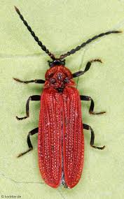 Attēlu rezultāti vaicājumam “Lygistopterus sanguineus larva”