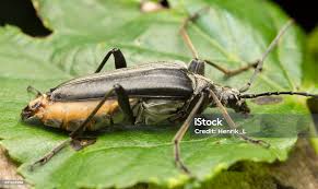 Attēlu rezultāti vaicājumam “Stenocorus meridianus”