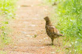 Attēlu rezultāti vaicājumam “Tetrastes bonasia juvenile”