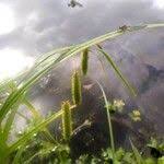 Attēlu rezultāti vaicājumam “Carex pseudocyperus fruit”