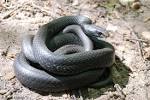 Northern Black Racer